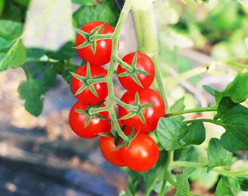 精品樱桃番茄种子自主研发莫妮卡101全国供应早熟丰产坐果率高口感佳